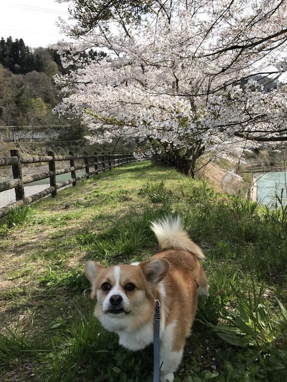 Nori's Sharehouse 招待所